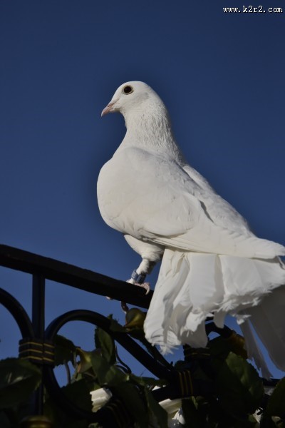 一只白色的鸽子图片