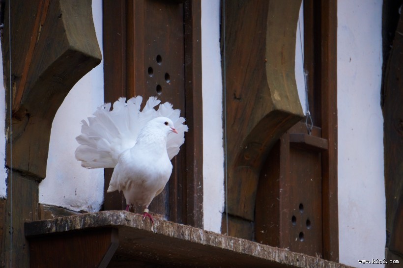 一只白色的鸽子图片