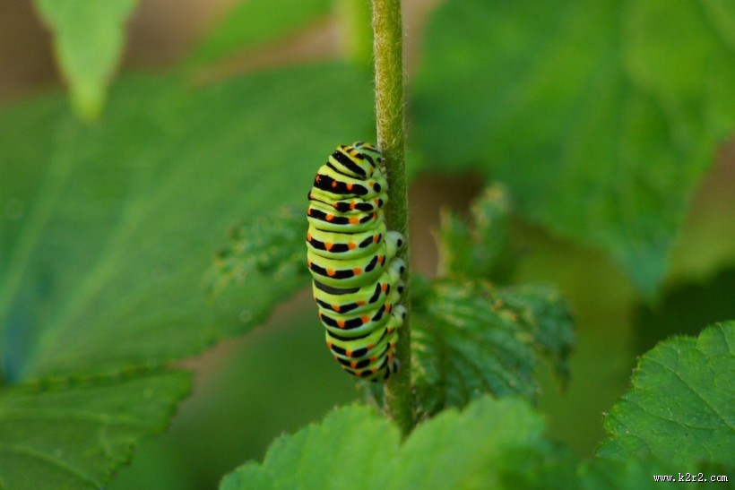 植物上的毛毛虫图片