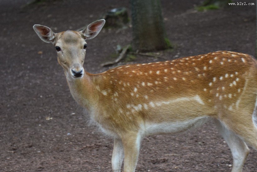 丛林中的野生梅花鹿图片