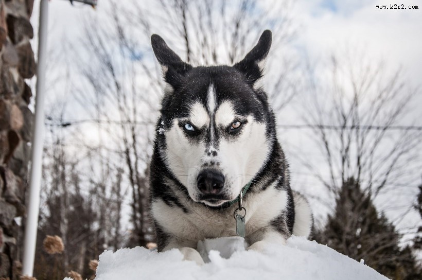 活泼可爱的哈士奇图片