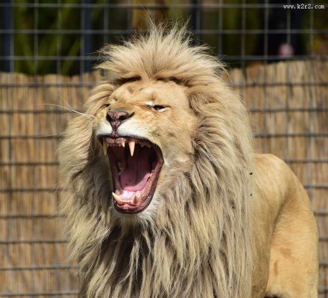 威武的雄狮图片