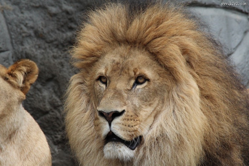 威武的雄狮图片