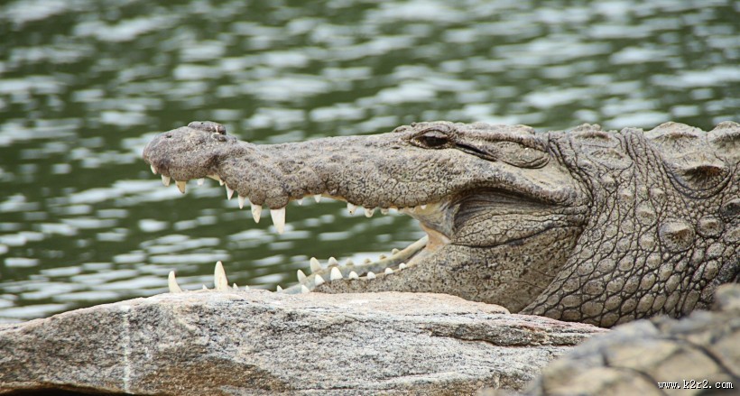 凶狠的鳄鱼图片
