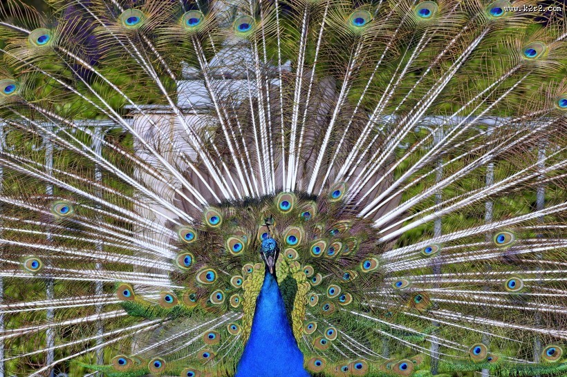 开屏的孔雀图片大全