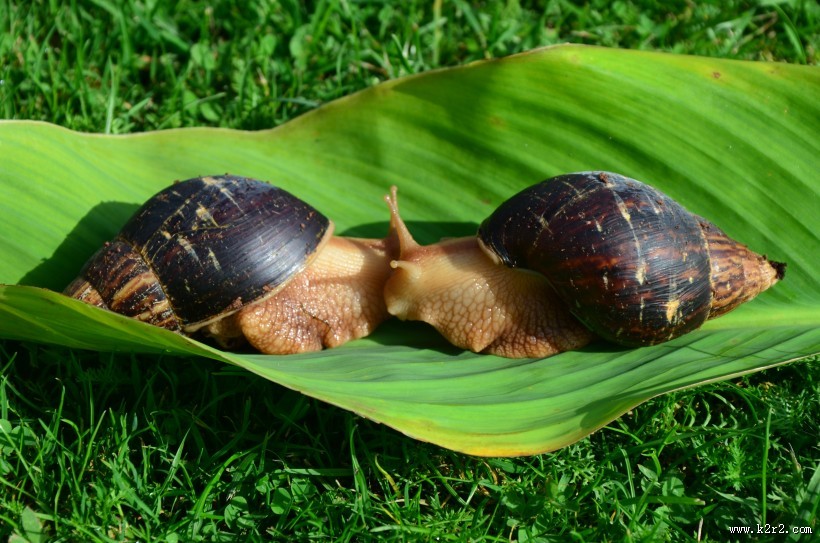 绿色植物上的蜗牛图片大全
