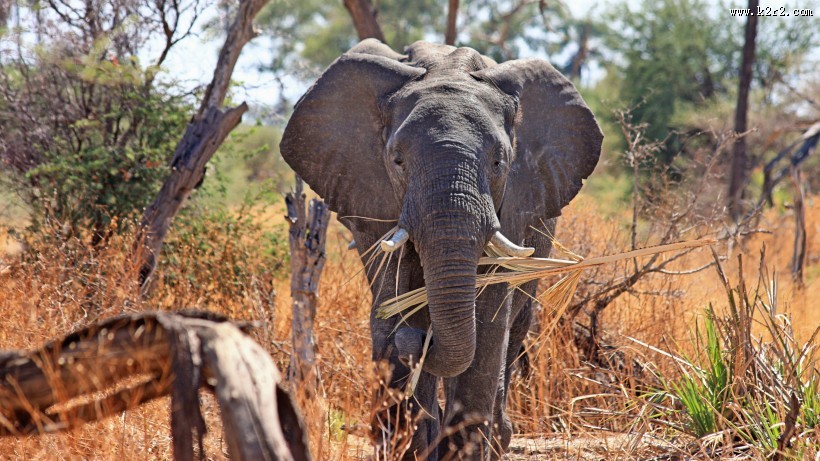 草原上的大象图片大全
