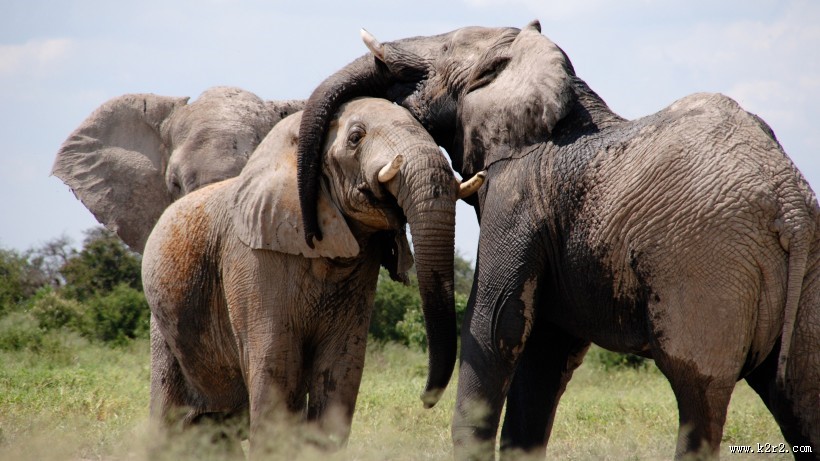 草原上的大象图片大全