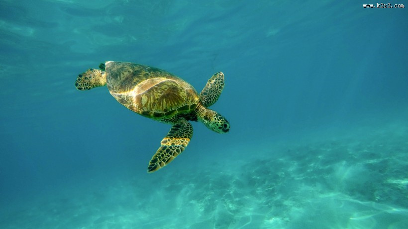 海中畅游的海龟图片第1张