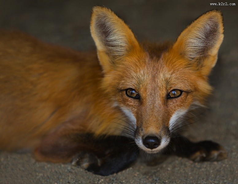 可爱灵气的狐狸图片