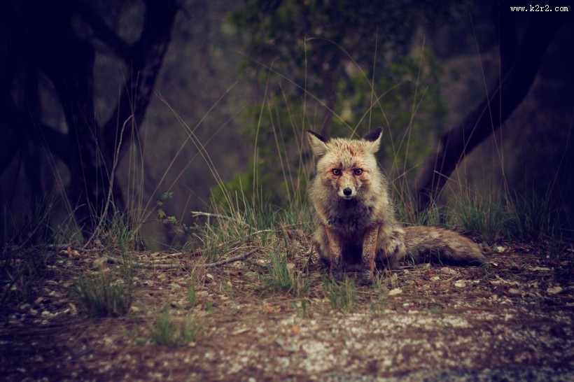 可爱灵气的狐狸图片