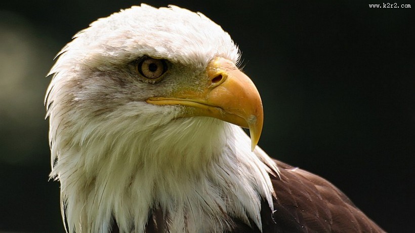 目光锐利的老鹰头部特写图片大全