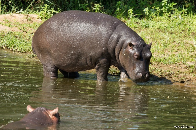 体型庞大的河马图片大全