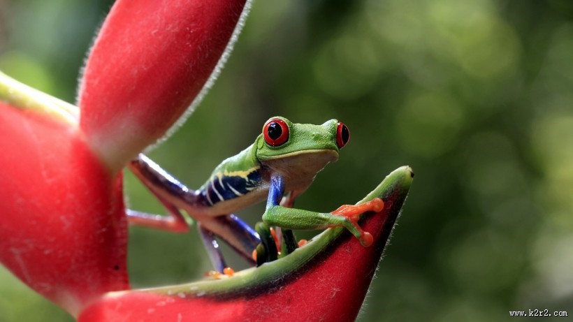 色彩鲜艳的青蛙图片