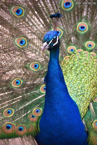 孔雀头部高清图片