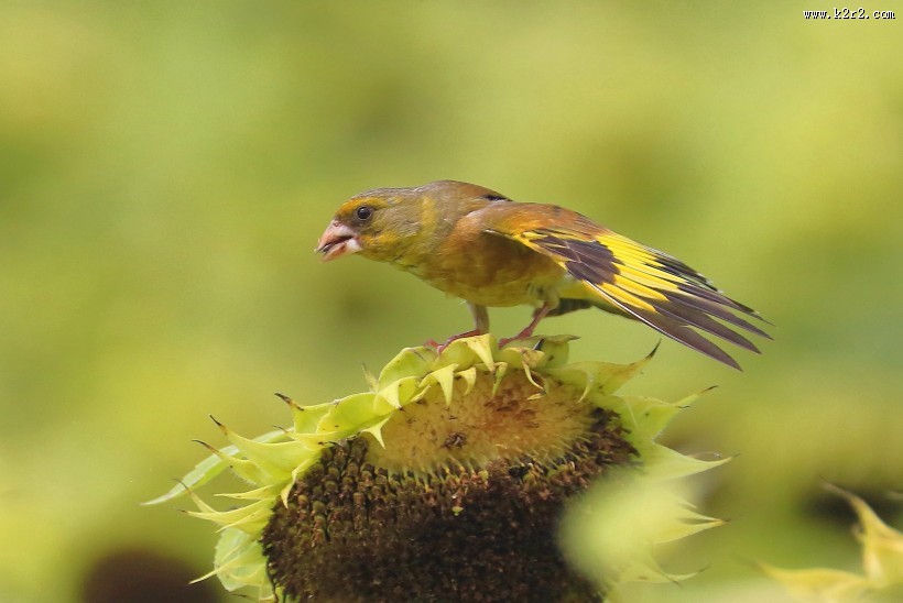 金翅雀图片大全
