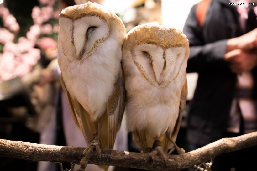 猫头鹰图片大全