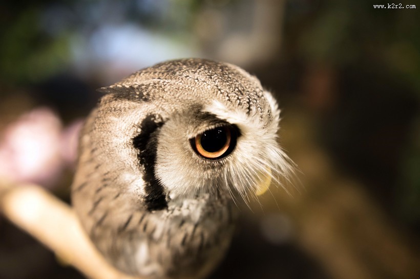 猫头鹰图片大全