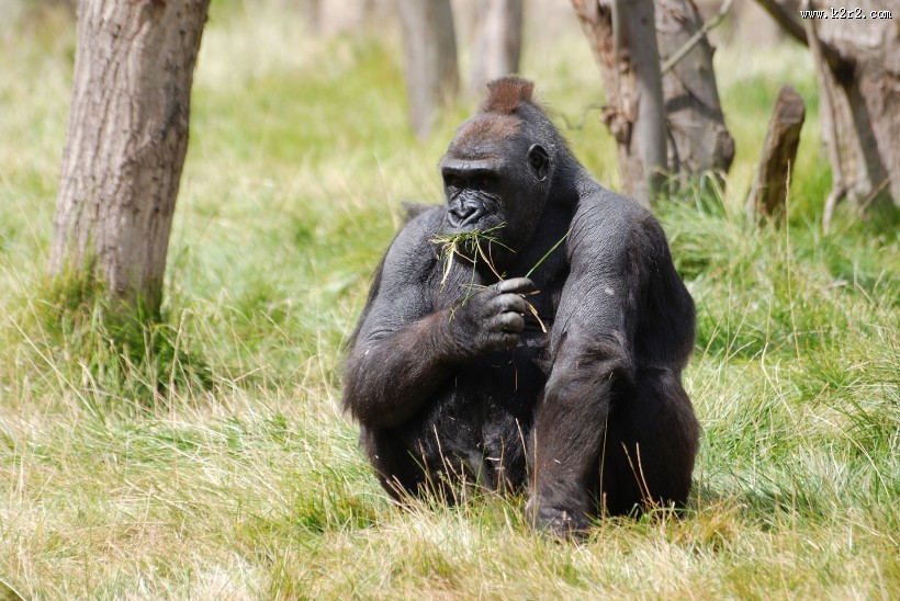 呆萌可爱的大猩猩图片大全