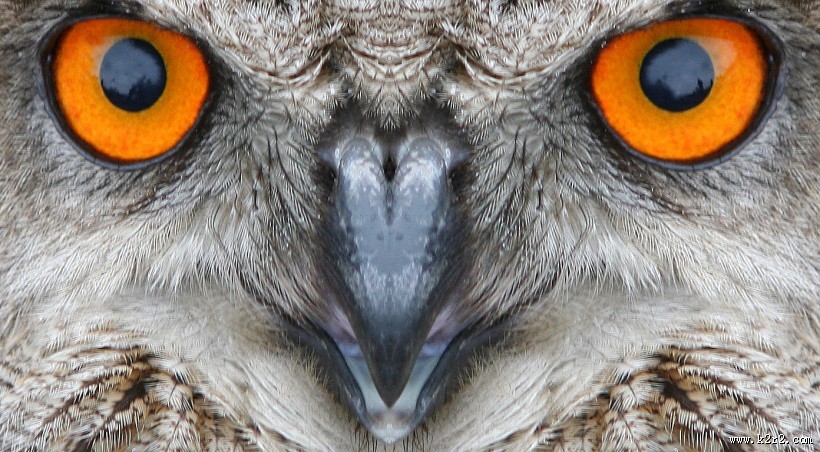 猫头鹰图片大全