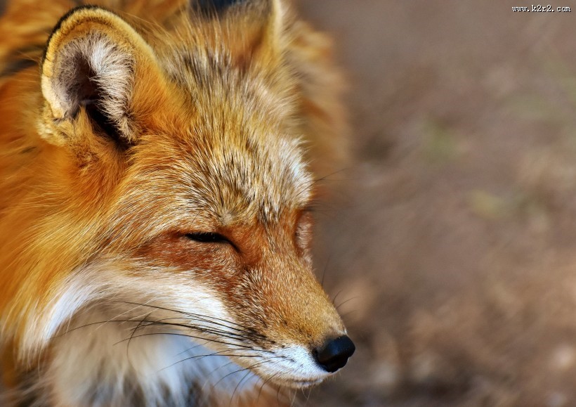 狡黠的狐狸图片