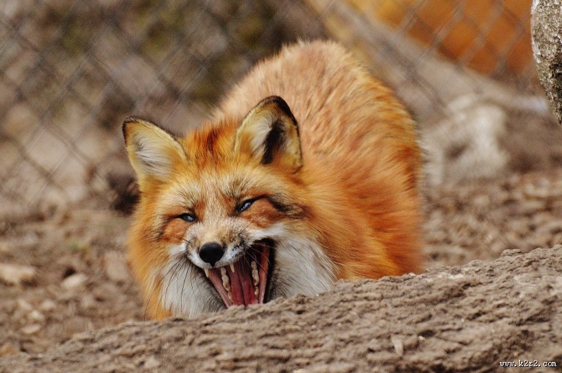 狡黠的狐狸图片