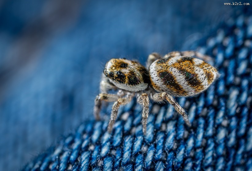 微距拍摄的蜘蛛图片