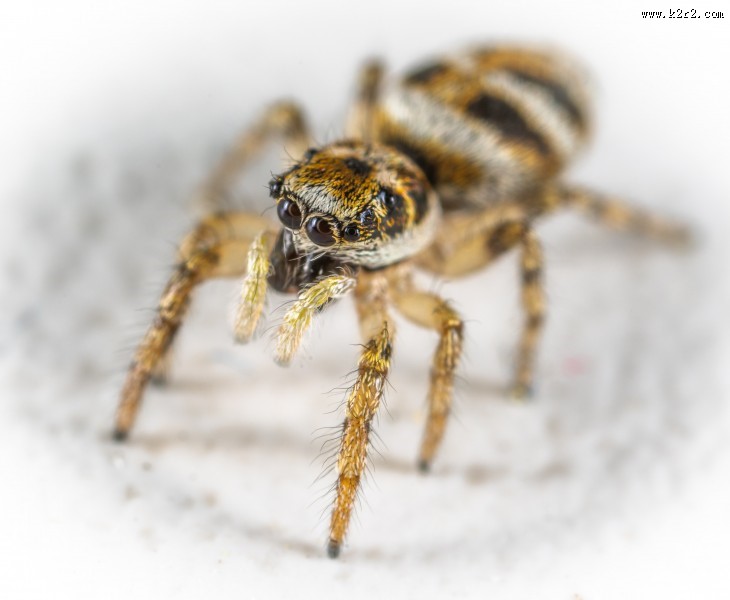 微距拍摄的蜘蛛图片