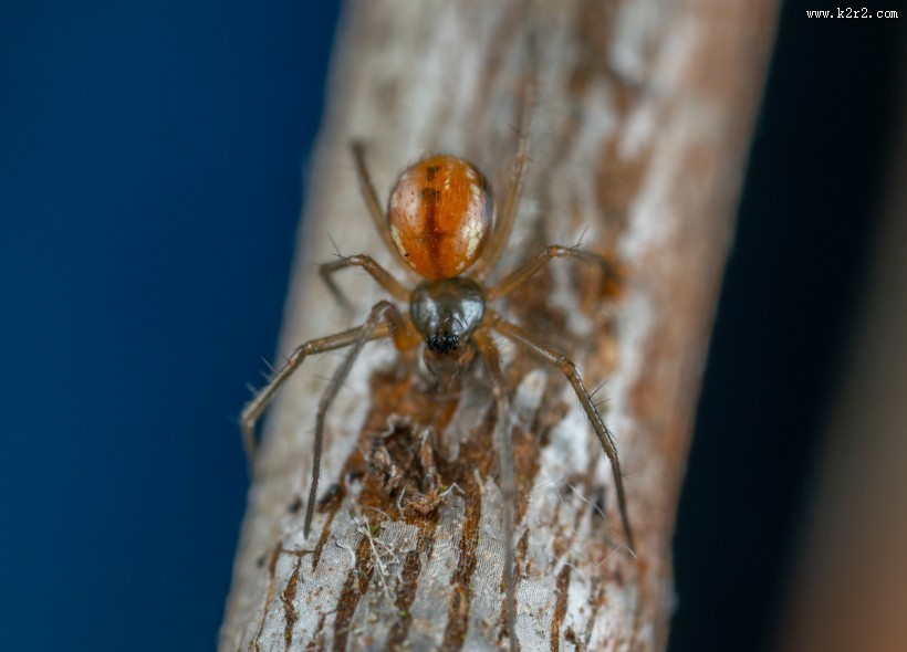微距拍摄的蜘蛛图片