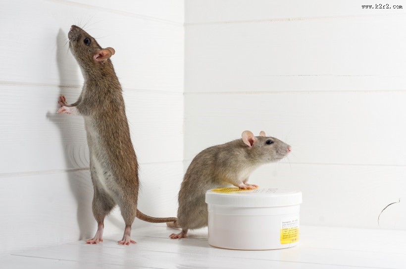 小巧可爱的老鼠图片