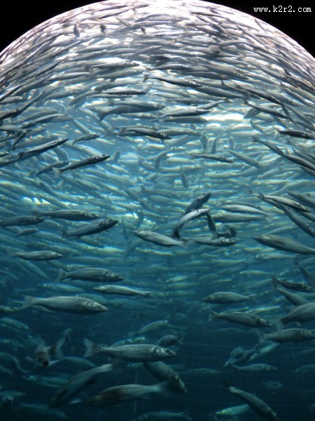 数量庞大的鱼群图片