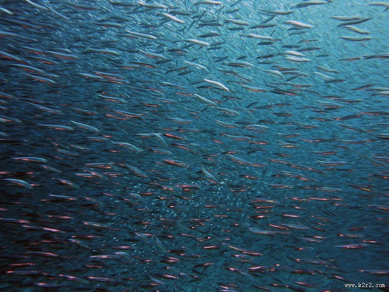 数量庞大的鱼群图片