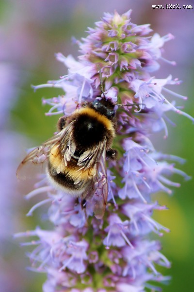 采蜜的小蜜蜂图片大全