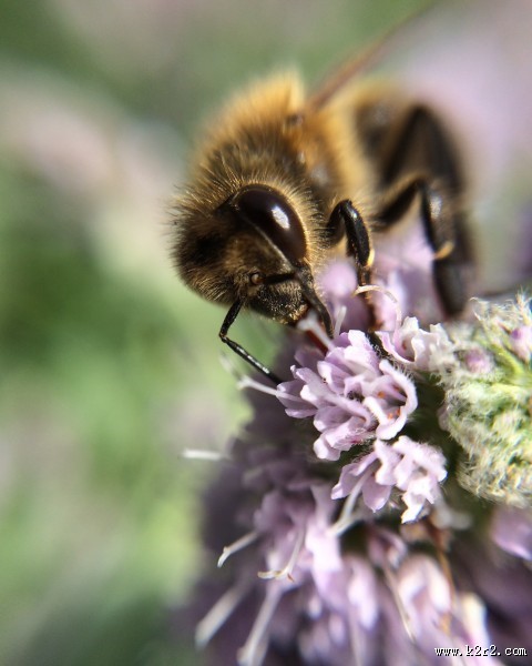 采蜜的小蜜蜂图片大全