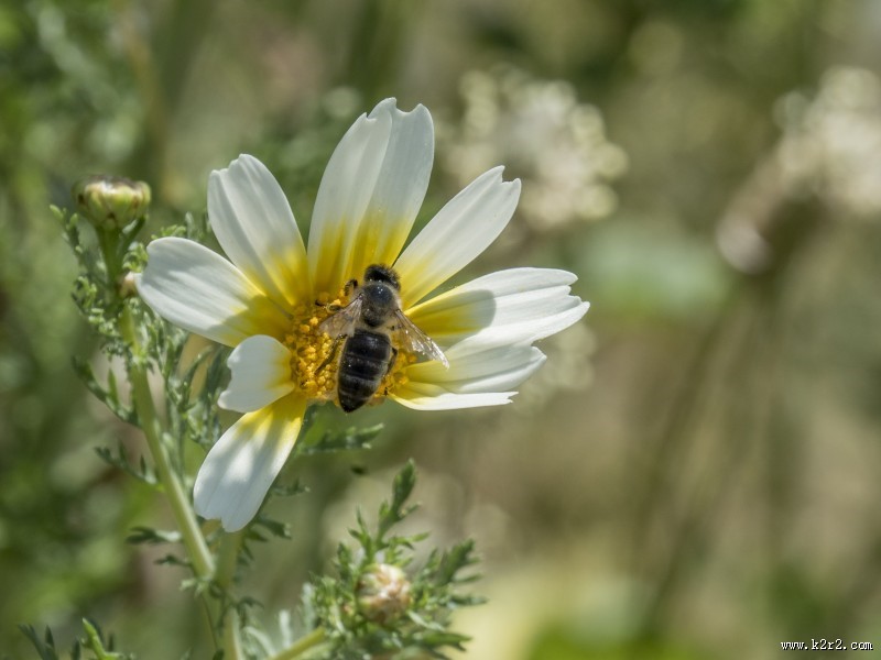 采蜜的小蜜蜂图片大全