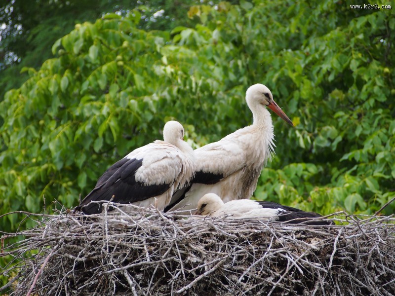 鸟巢上的白鹭图片