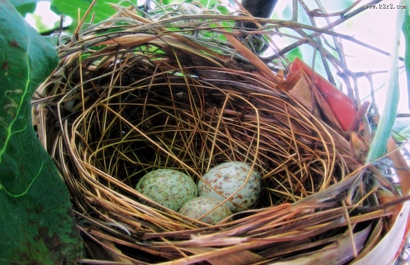鸟巢中的鸟蛋图片