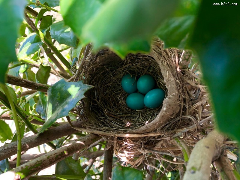 鸟巢中的鸟蛋图片