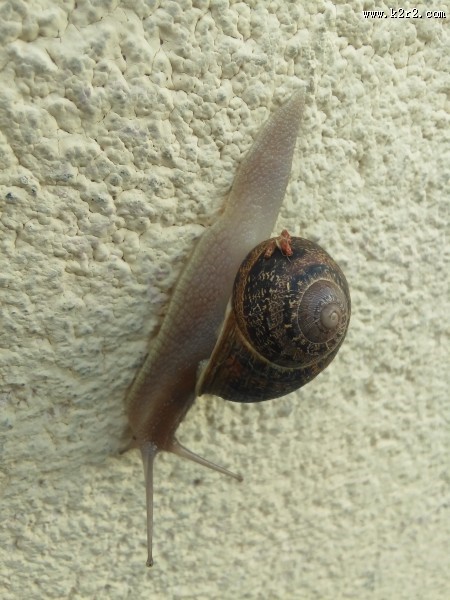 爬行的蜗牛图片