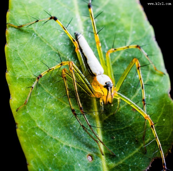 一只蜘蛛高清图片大全