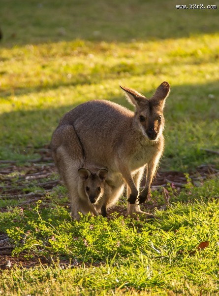 顽皮可爱的袋鼠图片