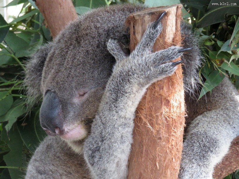 呆萌的考拉图片