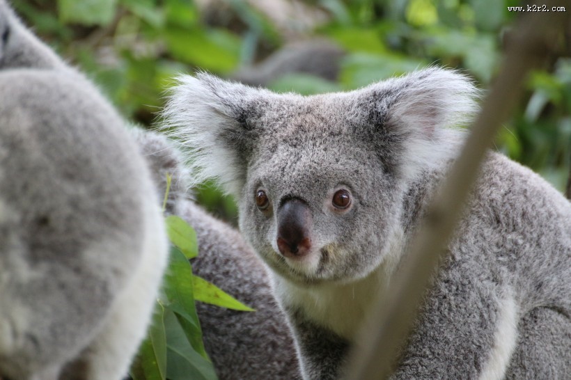 呆萌的考拉图片