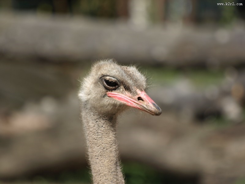 鸵鸟头部高清图片