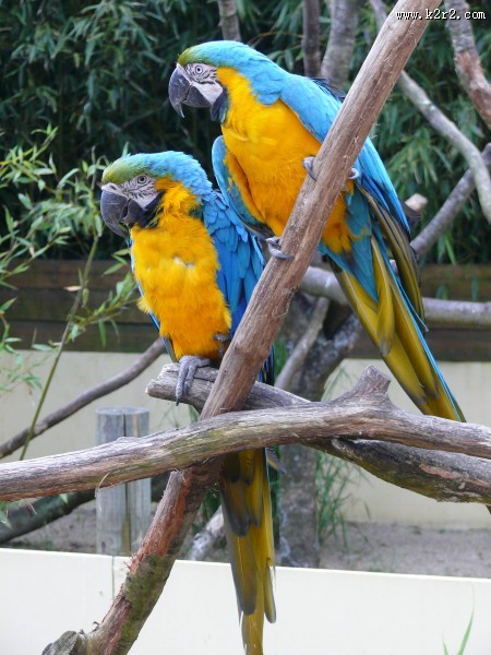 两只鹦鹉高清图片