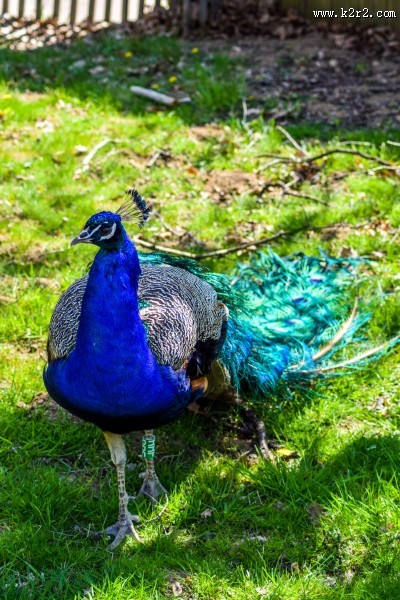一只色彩艳丽的孔雀图片