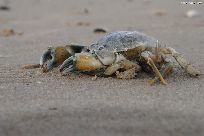 沙滩上的螃蟹图片大全