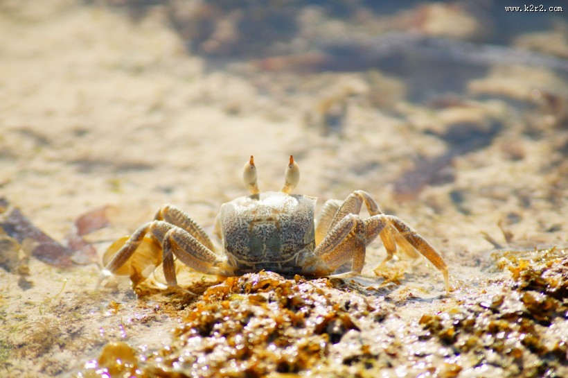 沙滩上的螃蟹图片大全