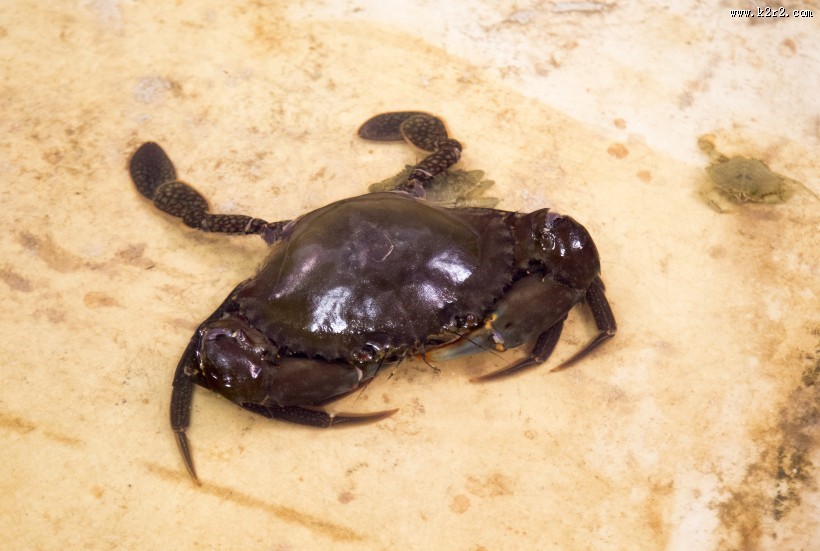 沙滩上的螃蟹图片大全
