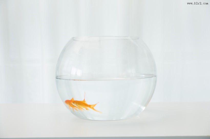 鱼缸里的金鱼图片